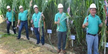 RNI, Pertamina dan Toyota Kembangkan Energi dari Rumput Gajah