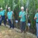 RNI, Pertamina dan Toyota Kembangkan Energi dari Rumput Gajah