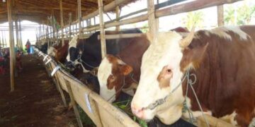 Kulit Kakao Bisa Jadi Penurun Kolesterol Pada Daging