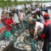 V-Sorter, Alat Sortir Ikan Otomatis