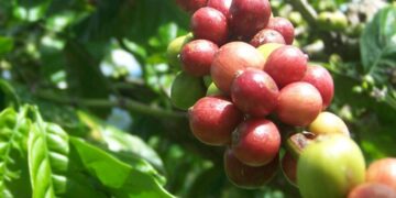 Limbah Kulit Kopi Bisa Jadi Bahan Bakar Alternatif