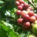 Limbah Kulit Kopi Bisa Jadi Bahan Bakar Alternatif