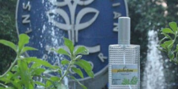 Daun Beluntas Bisa Jadi Bahan Baku Parfum