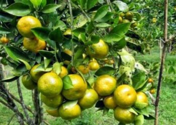 Buah Ini Ampuh Turunkan Berat Badan