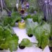 Autogrow, Alat Pengatur Iklim dari ITB
