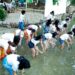 Ajak Milenial Lestarikan Alam, CIRI Centennial Tanam 500 Pohon Manggrove