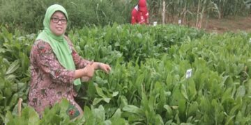 UGM Kembangkan Chicory, Pakan Ternak Andalan