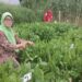 UGM Kembangkan Chicory, Pakan Ternak Andalan