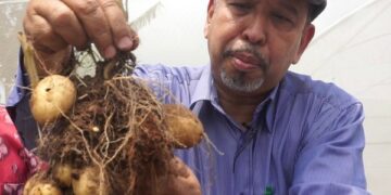 Bibit Kentang Bebas Virus dari Malang