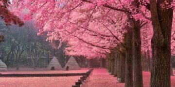 6 Tempat Wisata Ini Tawarkan Keindahan Sakura