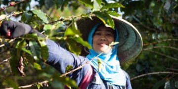 Investree Beri Green Financing Untuk Java Mountain Coffee
