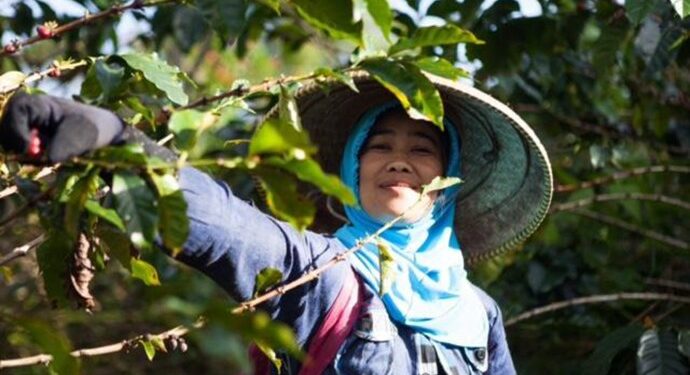 Investree Beri Green Financing Untuk Java Mountain Coffee