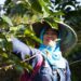 Investree Beri Green Financing Untuk Java Mountain Coffee