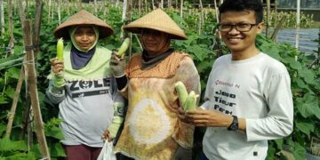 Tanipanen.id Aplikasi Marketplace Untuk Hasil Panen Rusak dan Berlebih