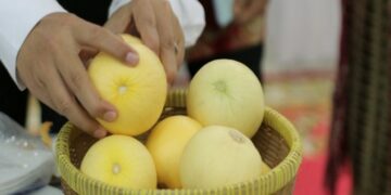 UGM Luncurkan Baby Melon