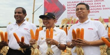 Pascagempa, Petani Sigi Binaan Bayer Panen Jagung 7,9 Ton per Hektar