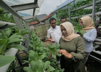 Kebun Hidroponik Jadi Pemberdayaan Ekonomi di Kawasan Industri