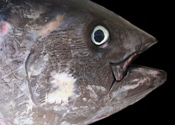 Manfaatkan Mata Ikan Tuna, Mahasiswa Ini Beri Solusi Hadapi Stunting