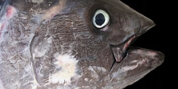 Manfaatkan Mata Ikan Tuna, Mahasiswa Ini Beri Solusi Hadapi Stunting