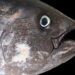 Manfaatkan Mata Ikan Tuna, Mahasiswa Ini Beri Solusi Hadapi Stunting