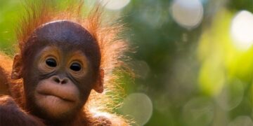 AWS Dukung WWF Akselerasi Program Penyelamatan Orang Utan Indonesia