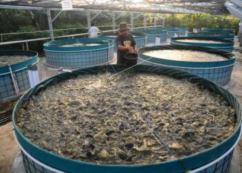 Mesin Pembebetan Lele Untuk Tingkatkan Produktivitas Peternak