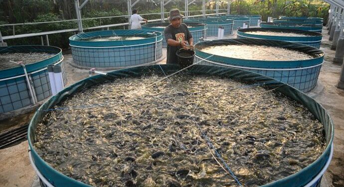 Mesin Pembebetan Lele Untuk Tingkatkan Produktivitas Peternak