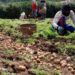 Kantong Plastik Ramah Lingkungan Berbahan Kentang