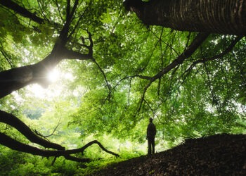 Forest healing