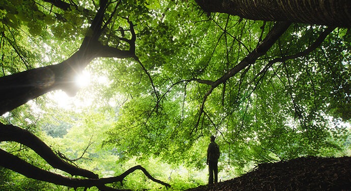 Forest healing