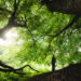 Forest healing