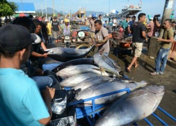 ikan tuna