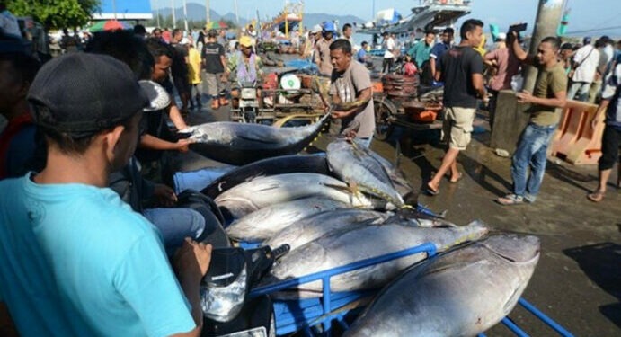 ikan tuna