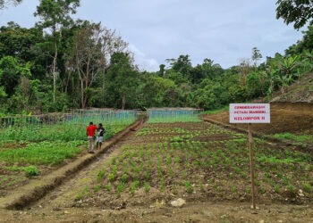 PKT Papua