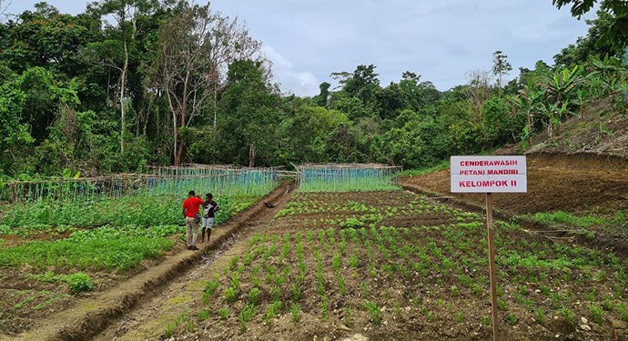 PKT Papua