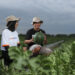 petani milenial