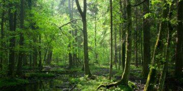 Pengelolaan hutan berkelanjutan