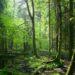 Pengelolaan hutan berkelanjutan