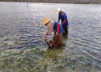 petani rumput laut