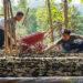 Organisasi Alam Sehat Lestari (ASRI)