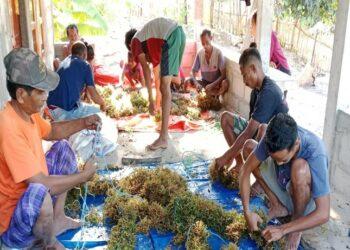 Petani rumput laut Sabu Raijua