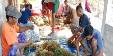Petani rumput laut Sabu Raijua