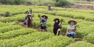 fasilitas kredit bagi petani