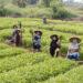 fasilitas kredit bagi petani