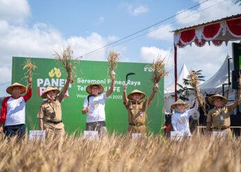 Indico panen raya
