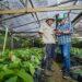 startup agritech Koltiva