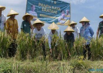 panen raya Eratani