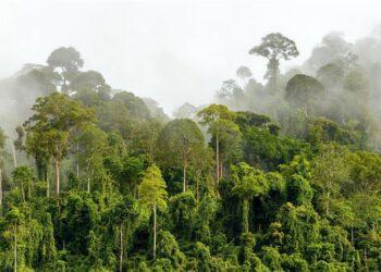 Hutan Hujan Cerdas
