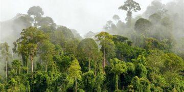 Hutan Hujan Cerdas