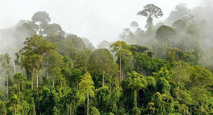 Hutan Hujan Cerdas